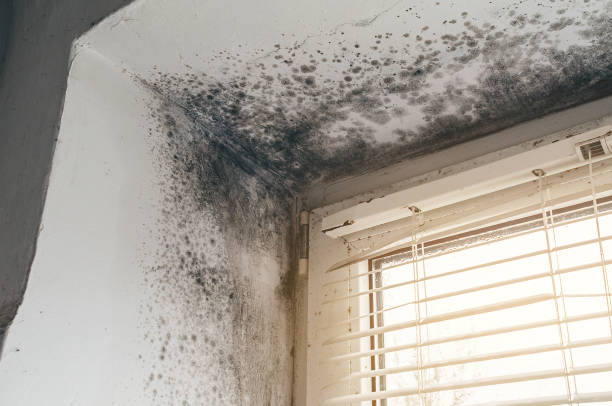Affordable Mold Removal solutions in Newfoundland, NJ